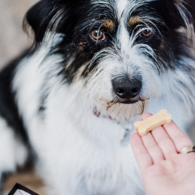 A dog eating medicine in Kamloops BC