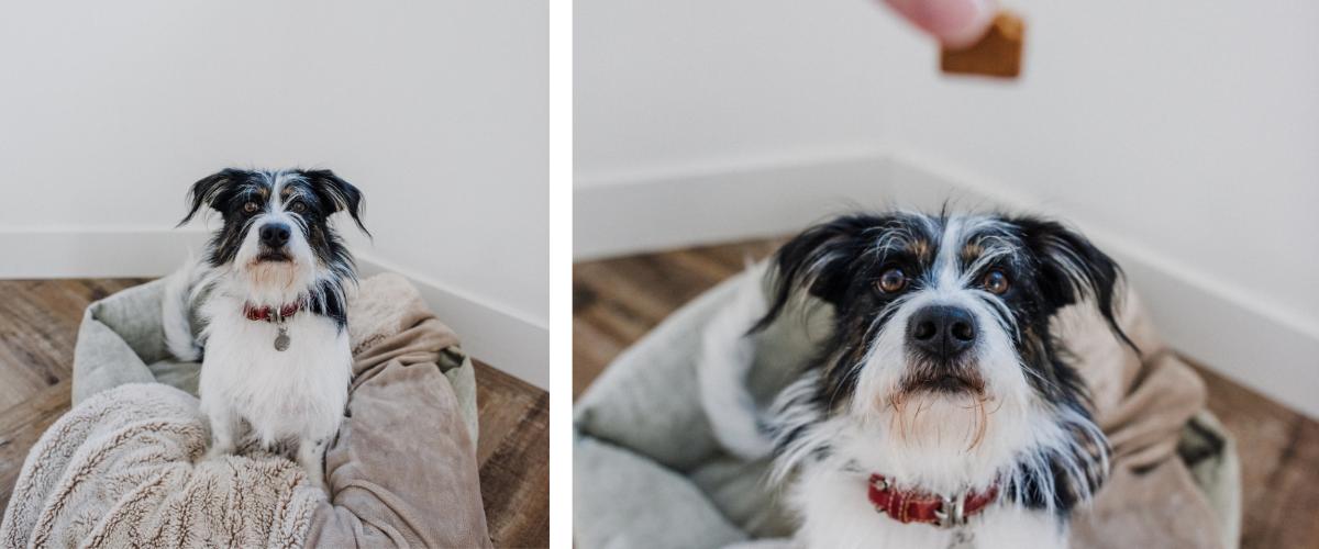 Compounded medication for dogs and cats from Kipp-Mallery Pharmacy