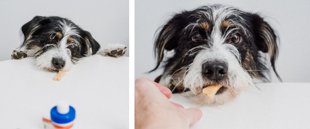 Dog taking a prescribed pill from a pet-friendly treat