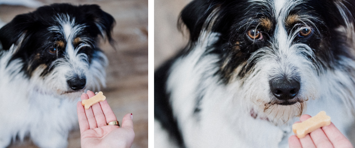 Dog receiving veterinary medication in a chewable treat