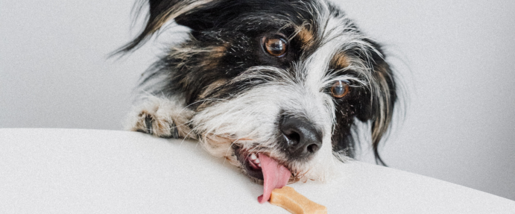 Compounded medication for dogs and cats from Kipp-Mallery Pharmacy